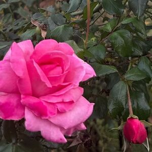 Meet your Posher, Lex